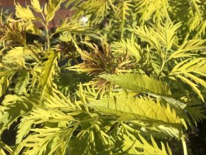 Sambucus racemosa 'Sutherland Gold'-0