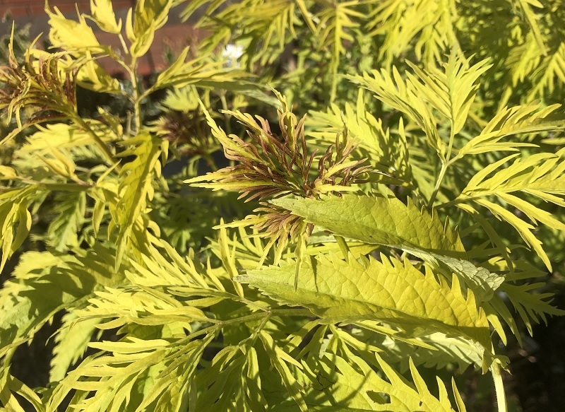 Sambucus racemosa 'Sutherland Gold'-0