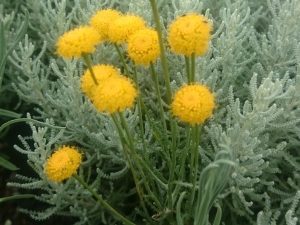 Santolina chamaecyparissus 'Nana'-0