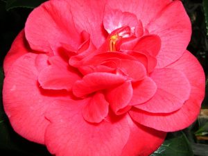 Camellia japonica 'Saturnia'-0