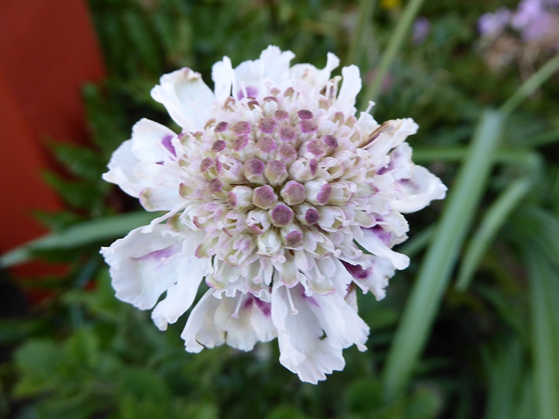 Scabiosa incisa 'Kudo White'-17760