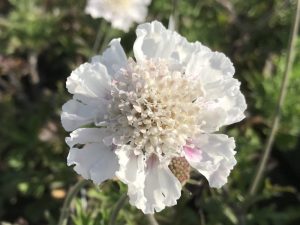 Scabiosa incisa 'Kudo White'-0