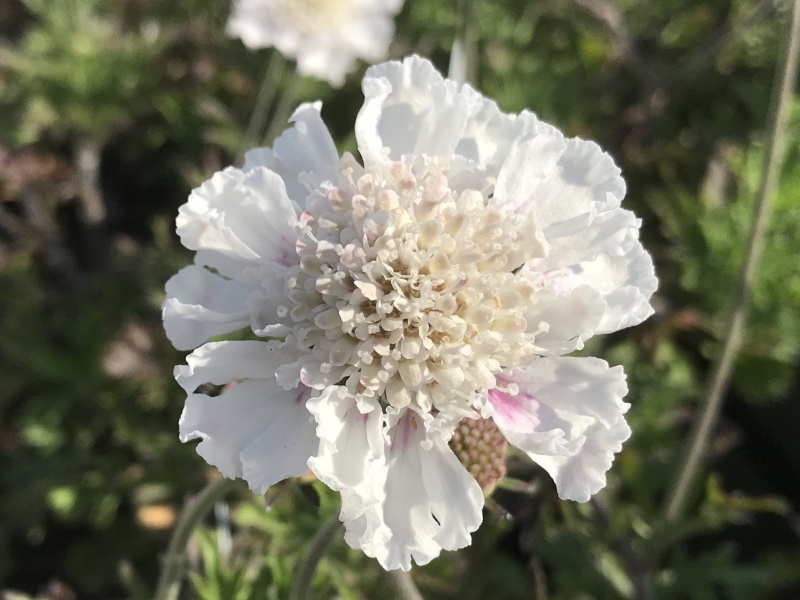Scabiosa incisa 'Kudo White'-0