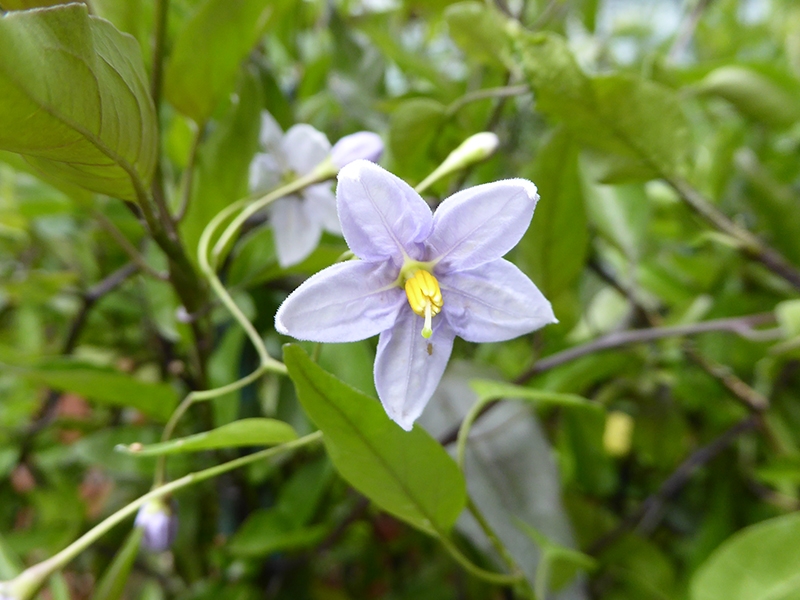 Solanum laxum 'Creche du Pape'-0