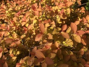 Spiraea japonica Zen'Spirit 'Caramel'-0