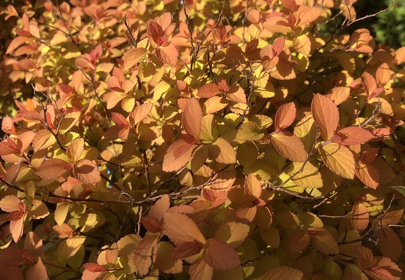 Spiraea japonica Zen'Spirit 'Caramel'-0