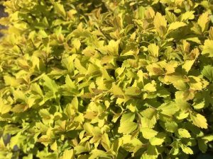 Spiraea japonica Zen'Spirit 'Gold'-0