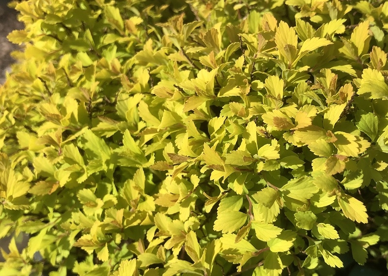 Spiraea japonica Zen'Spirit 'Gold'-0