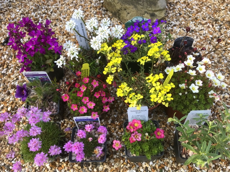A Seasonal Flowers Mixed Alpine Collection (6 Plants)-17686
