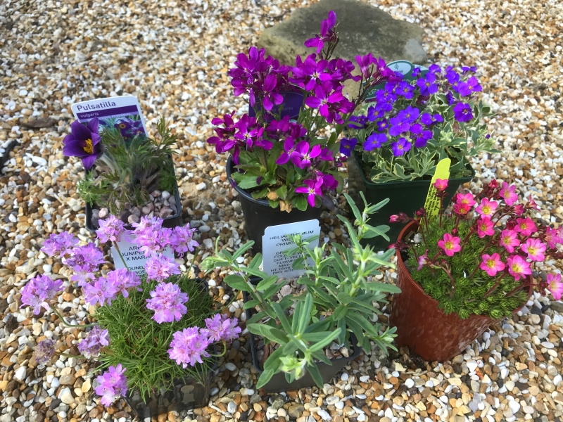 A Seasonal Flowers Mixed Alpine Collection (6 Plants)-17685