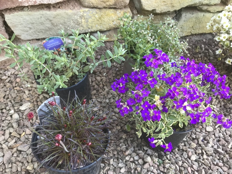 A Seasonal Flowers Mixed Alpine Collection (4 Plants x 1L)-17814