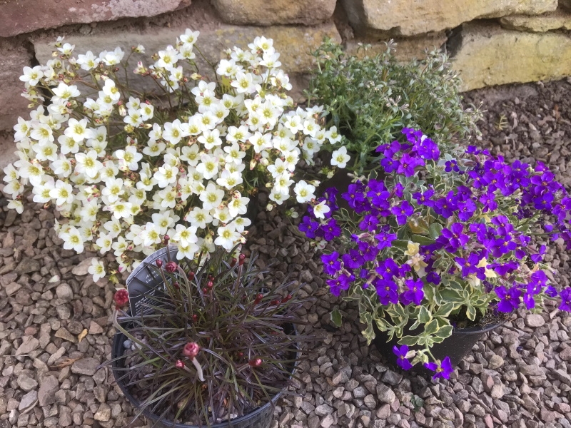 A Seasonal Flowers Mixed Alpine Collection (4 Plants x 1L)-0