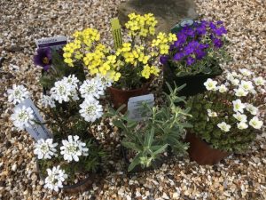 A Seasonal Flowers Mixed Alpine Collection (6 Plants)-0