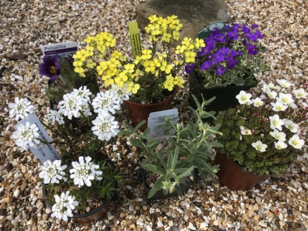 A Seasonal Flowers Mixed Alpine Collection (6 Plants)-0