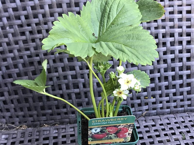 Strawberry 'Cambridge Favourite'-18008