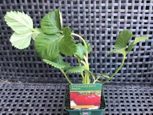 Strawberry 'Elegance'-0