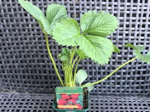 Strawberry 'Elsanta'-0