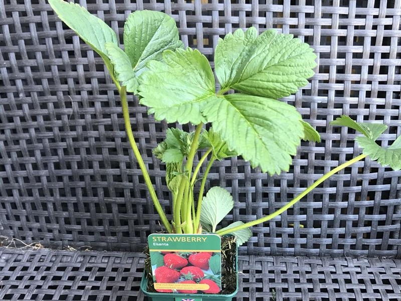 Strawberry 'Elsanta'-0