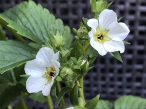 Strawberry 'Honeoye'-0