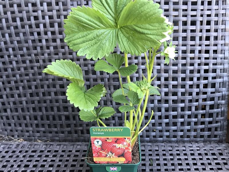 Strawberry 'Honeoye'-18010