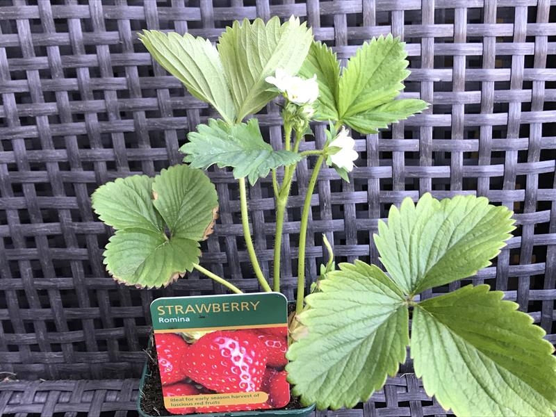 Strawberry 'Romina'-18005