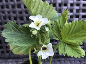 Strawberry 'Romina'-0