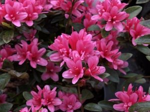 Rhododendron 'Sylvester'-0