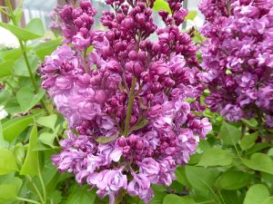 Syringa vulgaris 'Kindy Rose'-0