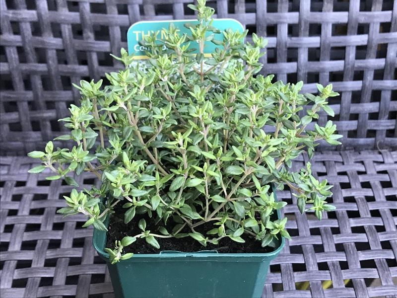 Thymus vulgaris Common Thyme-17949
