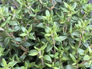 Thymus vulgaris Common Thyme-0