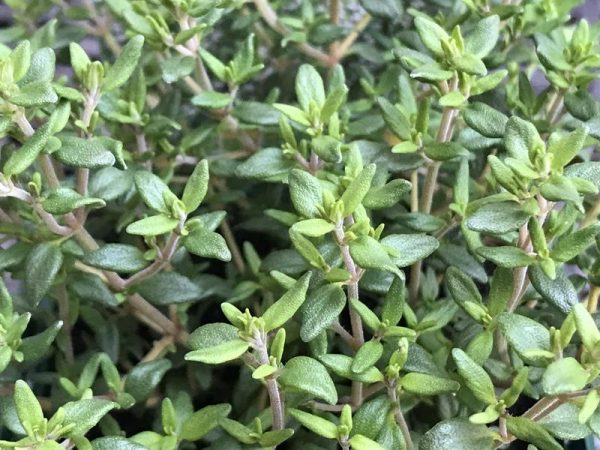 Thymus vulgaris Common Thyme-0