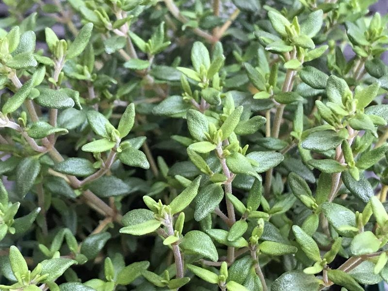 Thymus vulgaris Common Thyme-0