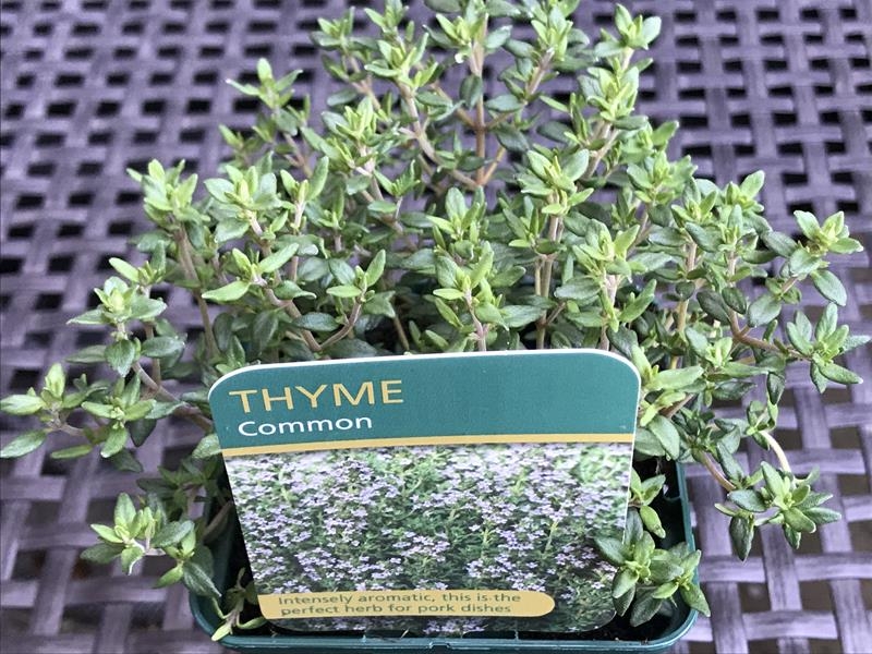 Thymus vulgaris Common Thyme-17951