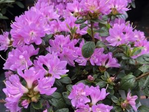 Rhododendron 'Tit Willow'-0