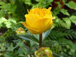 Trollius chinensis 'Golden Queen'-0