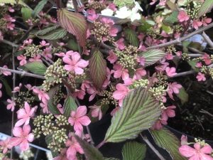 Viburnum plicatum 'Molly Schroeder'-0