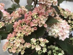 Viburnum plicatum 'Pink Sensation'-0