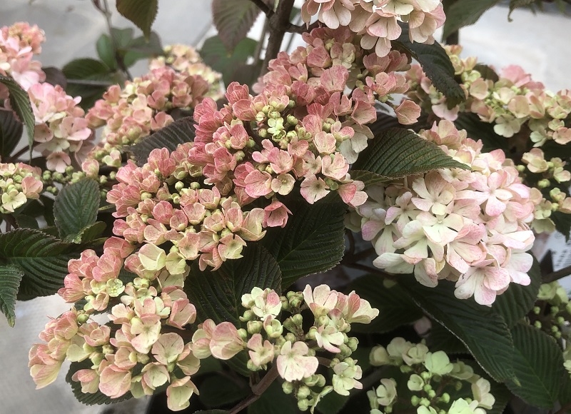 Viburnum plicatum 'Pink Sensation'-0