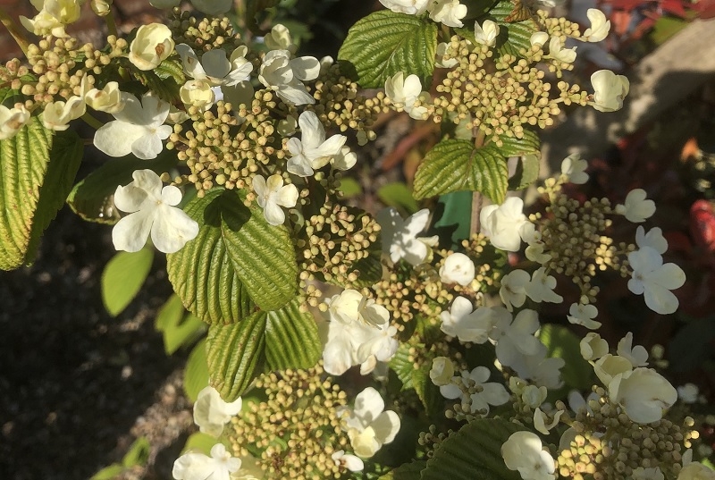 Viburnum plicatum 'St. Keverne'-18015