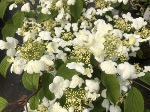 Viburnum plicatum 'St. Keverne'-0