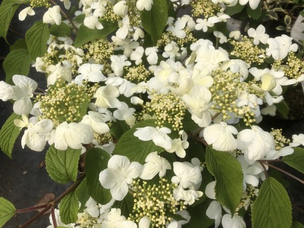 Viburnum plicatum 'St. Keverne'-0