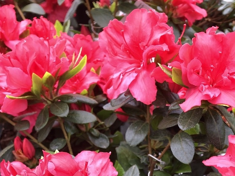 Rhododendron 'Vuyk's Scarlet'-0