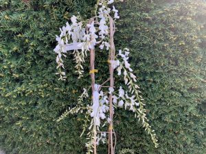 Wisteria sinensis var sinensis f. alba-0