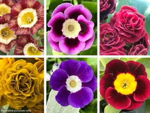 A Collection of Mixed Named Primula auriculas (6 plants)