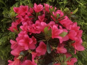 Rhododendron 'Andante' (5 Litre)-0