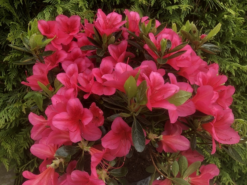 Rhododendron 'Andante' (5 Litre)-0