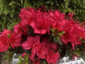 Rhododendron 'Arabesk'-0