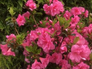 Rhododendron 'Babushka' -0