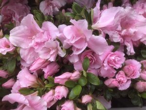 Rhododendron 'Betty Ann Voss' (5 Litre)-0