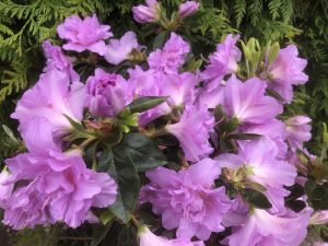 Rhododendron 'Elsie Lee' (5 Litre)-0